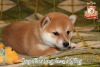 Photo №4. I will sell shiba inu in the city of Khmelnitsky. breeder - price - negotiated
