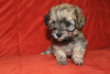 Photo №4. I will sell havanese dog in the city of Москва. private announcement - price - negotiated