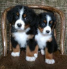 Photo №1. non-pedigree dogs - for sale in the city of Bamberg | Is free | Announcement № 118072