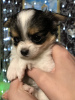 Photo №2 to announcement № 8736 for the sale of chihuahua - buy in Russian Federation from nursery, breeder
