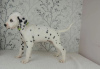 Photo №2 to announcement № 32045 for the sale of dalmatian dog - buy in Germany private announcement