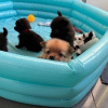 Photo №1. pomeranian - for sale in the city of Port Canaveral | Is free | Announcement № 127577