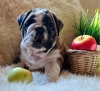 Additional photos: Plush english bulldog puppies