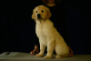 Photo №2 to announcement № 13618 for the sale of golden retriever - buy in Russian Federation breeder