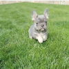 Additional photos: French Bulldog puppies