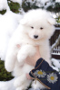Photo №1. samoyed dog - for sale in the city of Bialystok | 1585$ | Announcement № 85489