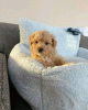 Photo №1. poodle (dwarf) - for sale in the city of Helsinki | 1$ | Announcement № 77744