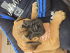 Additional photos: looking for a new home 2 Bullmastiff females born on 23.07.2024