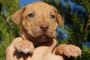 Additional photos: Pit bull kennel LOVELY HEARTS, puppies