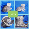 Photo №2 to announcement № 43879 for the sale of scottish fold - buy in Belarus private announcement