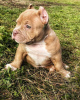 Photo №4. I will sell non-pedigree dogs in the city of Москва. private announcement, from nursery - price - 1620$