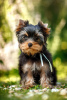 Photo №4. I will sell yorkshire terrier in the city of Astrakhan. from nursery - price - 391$