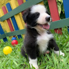 Photo №1. border collie - for sale in the city of Vantaa | 423$ | Announcement № 124091