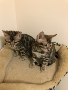 Additional photos: Bengal kittens are waiting for their new Parents !!!