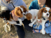 Photo №2 to announcement № 17324 for the sale of cavalier king charles spaniel - buy in United States breeder
