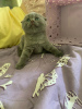 Photo №1. scottish fold - for sale in the city of Москва | 102$ | Announcement № 10707