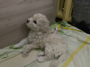 Photo №2 to announcement № 52204 for the sale of poodle (toy) - buy in Russian Federation private announcement