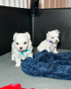 Photo №1. maltese dog - for sale in the city of Bern | Is free | Announcement № 123421