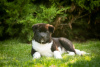 Photo №1. american akita - for sale in the city of Dnipro | 1414$ | Announcement № 69328