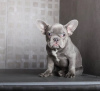 Photo №2 to announcement № 84371 for the sale of french bulldog - buy in United States 