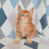 Photo №1. maine coon - for sale in the city of Prague | negotiated | Announcement № 106487