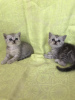 Photo №3. Scottish kittens. Ukraine