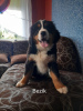 Photo №4. I will sell bernese mountain dog in the city of Leszno. breeder - price - 686$