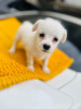 Photo №1. maltese dog - for sale in the city of Berlin | Is free | Announcement № 97162