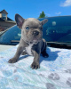 Photo №1. french bulldog - for sale in the city of Leverkusen | negotiated | Announcement № 51138