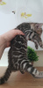 Photo №2 to announcement № 64646 for the sale of bengal cat - buy in Germany private announcement, from nursery, from the shelter