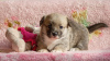 Photo №3. Welsh Corgi Pembroke puppy. Russian Federation