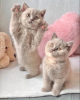 Photo №4. I will sell british shorthair in the city of New York. breeder - price - 300$