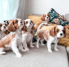 Photo №1. cavalier king charles spaniel - for sale in the city of Marseilles | 528$ | Announcement № 11634