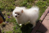 Photo №2 to announcement № 56173 for the sale of pomeranian - buy in Russian Federation breeder