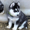 Photo №2 to announcement № 53587 for the sale of siberian husky - buy in Lithuania breeder