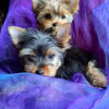 Photo №2 to announcement № 66318 for the sale of yorkshire terrier - buy in Latvia private announcement