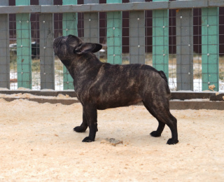 Additional photos: Young French bulldog is waiting for owners