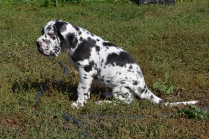 Photo №2 to announcement № 3402 for the sale of great dane - buy in Russian Federation from nursery