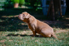 Photo №4. I will sell american bully in the city of Sarajevo. breeder - price - negotiated