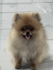 Additional photos: Pomeranian Spitz puppies