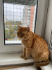 Additional photos: Bright sunshine red cat Panya is looking for a home!