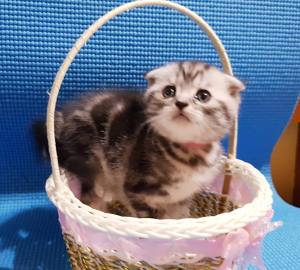 Photo №4. I will sell scottish fold in the city of Minsk. private announcement - price - 134$