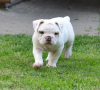 Photo №4. I will sell american bulldog in the city of Minsk. from nursery - price - 832$