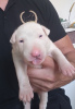 Additional photos: Standard bull terrier puppies