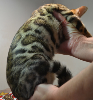 Photo №2 to announcement № 1051 for the sale of bengal cat - buy in Ukraine breeder