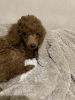 Photo №2 to announcement № 37451 for the sale of poodle (toy) - buy in Kazakhstan private announcement