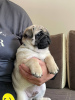 Photo №2 to announcement № 108112 for the sale of pug - buy in Poland private announcement