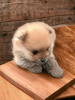 Additional photos: Pomeranian Spitz puppies