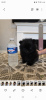 Photo №1. pomeranian - for sale in the city of Флорида Сити | 400$ | Announcement № 103347