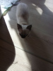 Photo №2 to announcement № 125378 for the sale of siamese cat - buy in Germany private announcement